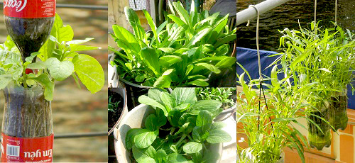 Chàng họa sĩ Hà thành mày mò trồng cây từ phế thải - 1