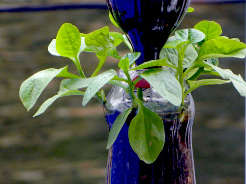 Chàng họa sĩ Hà thành mày mò trồng cây từ phế thải - 4