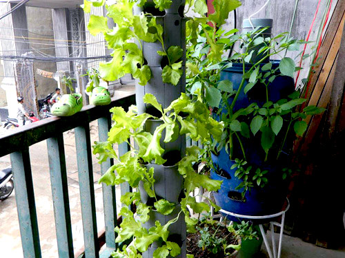 Chàng họa sĩ Hà thành mày mò trồng cây từ phế thải - 3