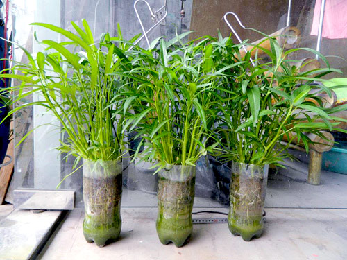 Chàng họa sĩ Hà thành mày mò trồng cây từ phế thải - 6