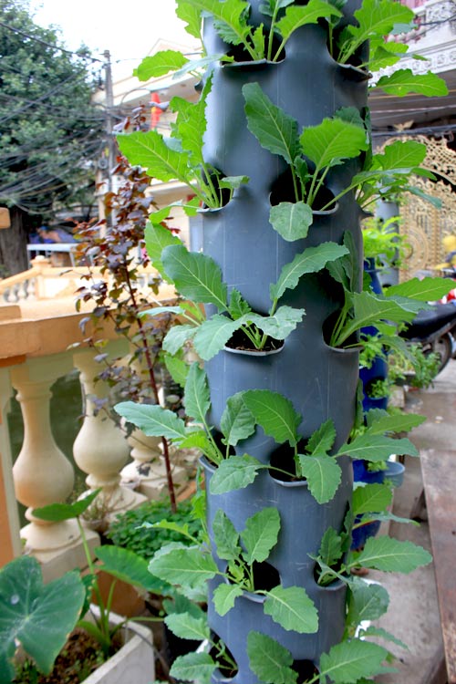 Chàng họa sĩ Hà thành mày mò trồng cây từ phế thải - 11