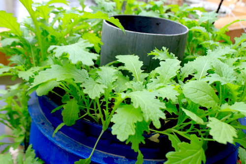 Chàng họa sĩ Hà thành mày mò trồng cây từ phế thải - 13