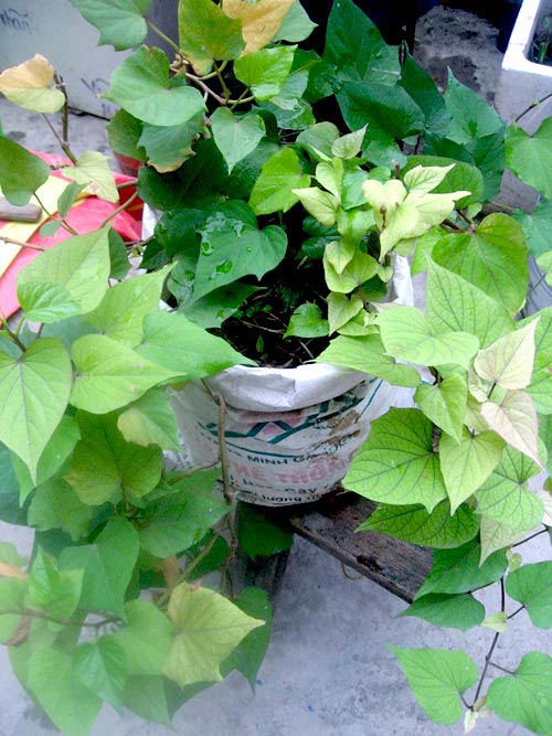 Chàng họa sĩ Hà thành mày mò trồng cây từ phế thải - 8