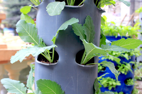 Chàng họa sĩ Hà thành mày mò trồng cây từ phế thải - 12