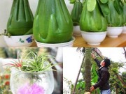 Chàng họa sĩ Hà thành mày mò trồng cây từ phế thải - 14