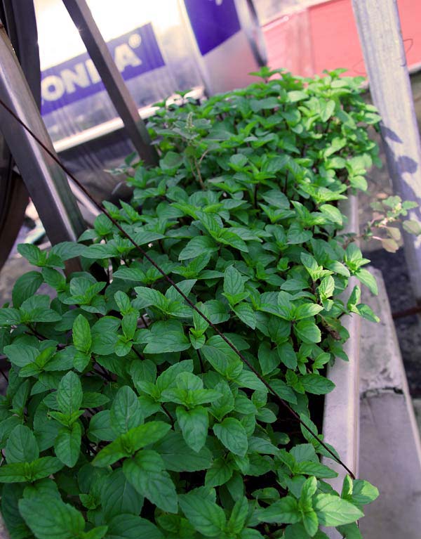 Những vườn rau phố chị em mê mẩn nhất 2014 - 10