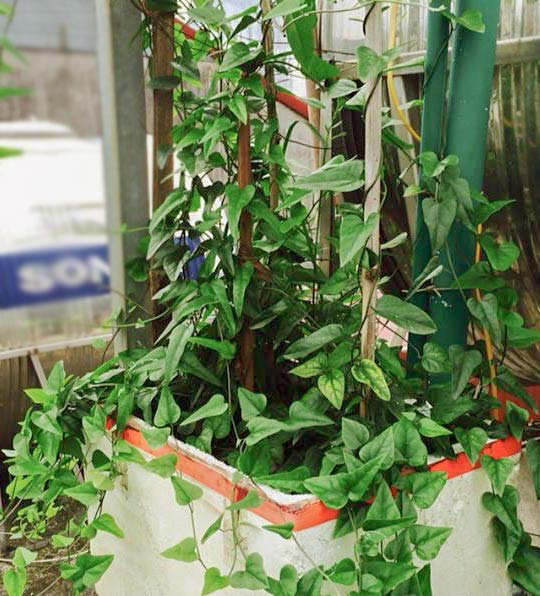 Những vườn rau phố chị em mê mẩn nhất 2014 - 12