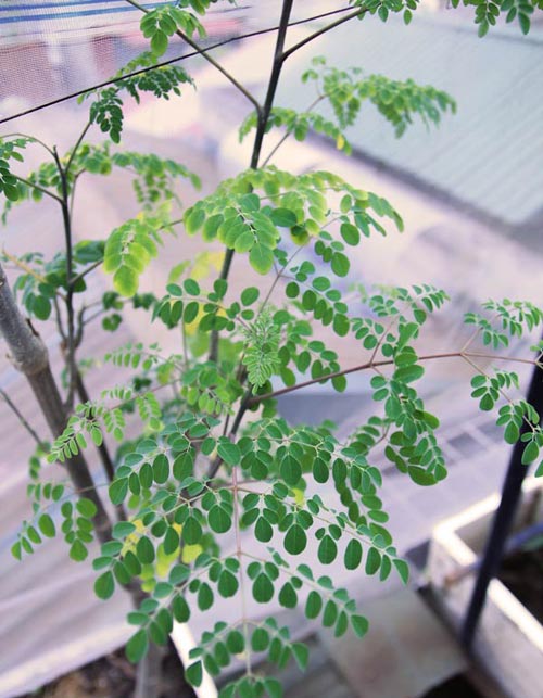 Những vườn rau phố chị em mê mẩn nhất 2014 - 11