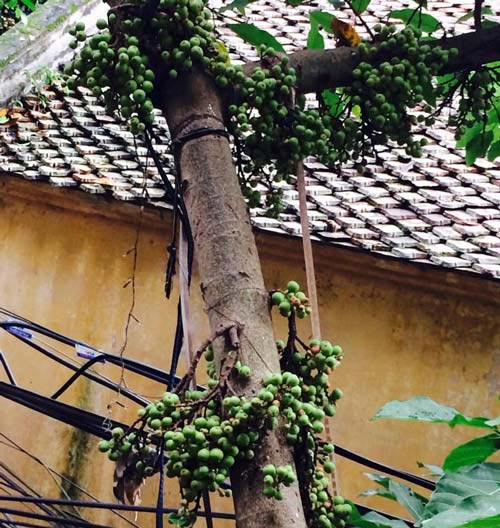 Những vườn rau phố chị em mê mẩn nhất 2014 - 13