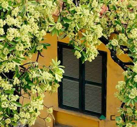 Cảm ơn hoa sữa - 1