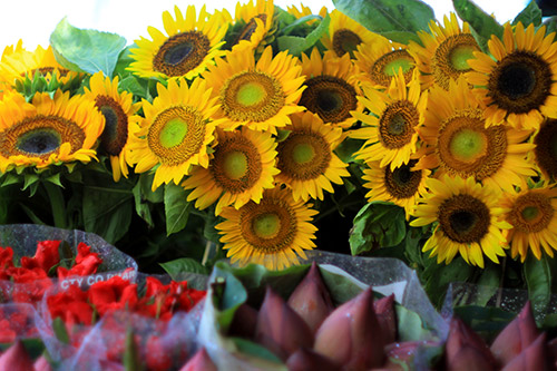 Hà Nội đẹp lạ qua 12 mùa hoa, 12 màu sắc khác nhau - 17