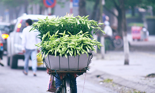 Hà Nội đẹp lạ qua 12 mùa hoa, 12 màu sắc khác nhau - 9