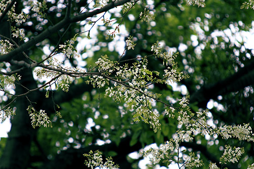 Hà Nội đẹp lạ qua 12 mùa hoa, 12 màu sắc khác nhau - 7