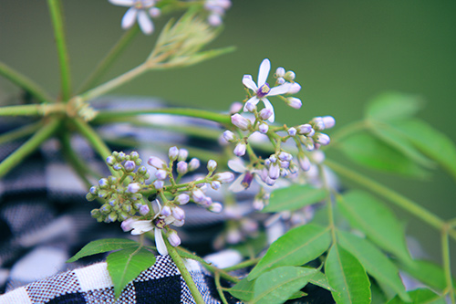 Hà Nội đẹp lạ qua 12 mùa hoa, 12 màu sắc khác nhau - 19