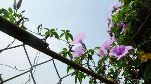 2014 - chị em mê đắm những vườn hoa rực sắc - 14