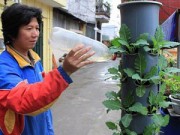 Trang trí nhà bằng hoa tươi - không phải lúc nào cũng tốt - 4