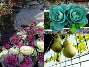 Trang trí nhà bằng hoa tươi - không phải lúc nào cũng tốt - 5