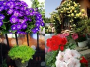 Trang trí nhà bằng hoa tươi - không phải lúc nào cũng tốt - 6