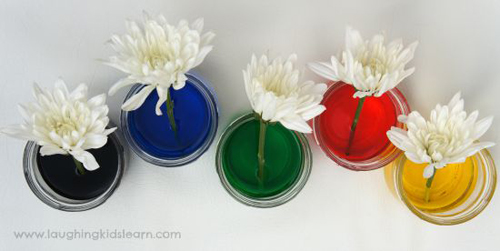 Bí quyết nhuộm màu cho hoa cúc trắng cực nhanh