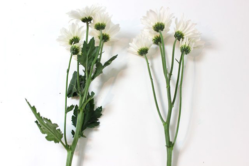 Bí quyết nhuộm màu cho hoa cúc trắng cực nhanh