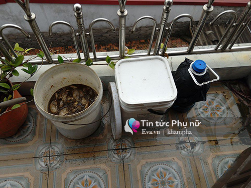 Học cách ủ phân cá tại nhà thành thuốc kích phọt cho rau sạch lên vùn vụt