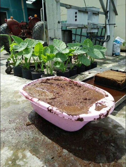 8x sài thành trồng rau lên mơn mởn từ xơ dừa tại nhà