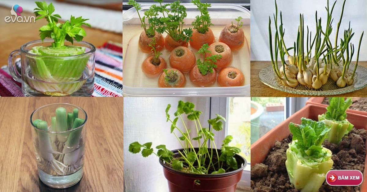 Rau sạch: 10 loại rau củ trồng từ gốc bỏ đi, lớn nhanh vùn vụt, ăn cả ...