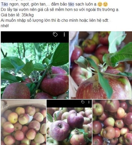 Vạch mặt táo đá mini khi đang làm mưa gió trên thị trường? - 1