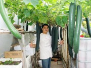 Nhà đẹp - Vườn bí sai trĩu quả nặng đến mức muốn sập của bố Việt trẻ ở Séc
