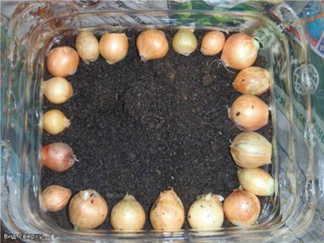 Mách chị em 4 cách trồng hành lá tại nhà, ăn tẹt ga không hết - 7