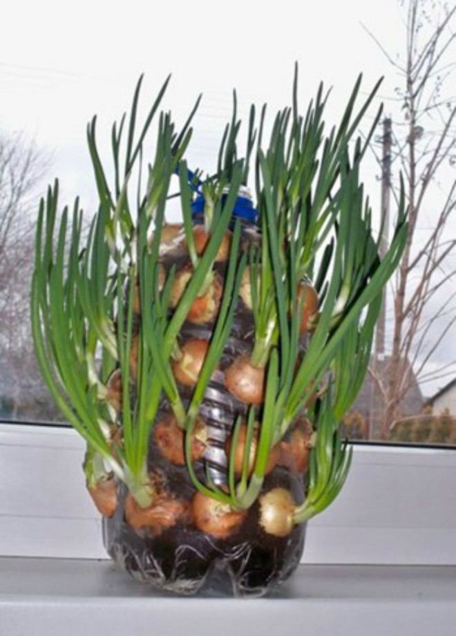 Mách chị em 4 cách trồng hành lá tại nhà, ăn tẹt ga không hết - 8