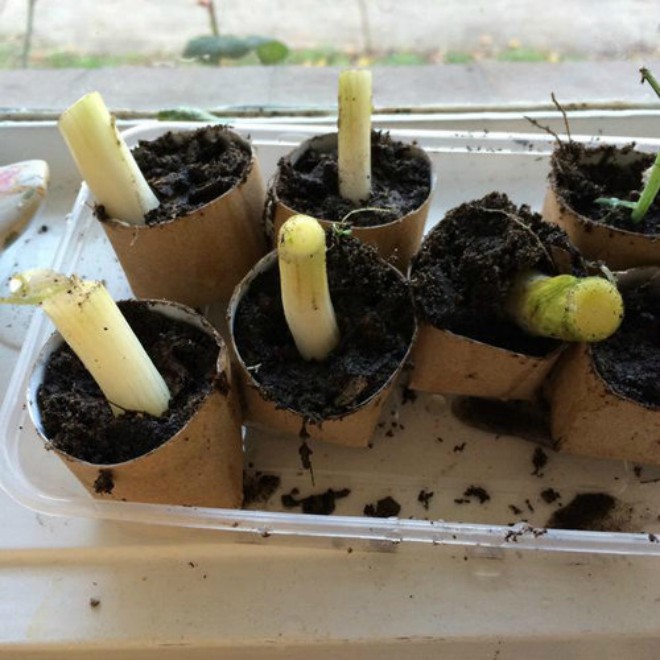 Mách chị em 4 cách trồng hành lá tại nhà, ăn tẹt ga không hết - 3