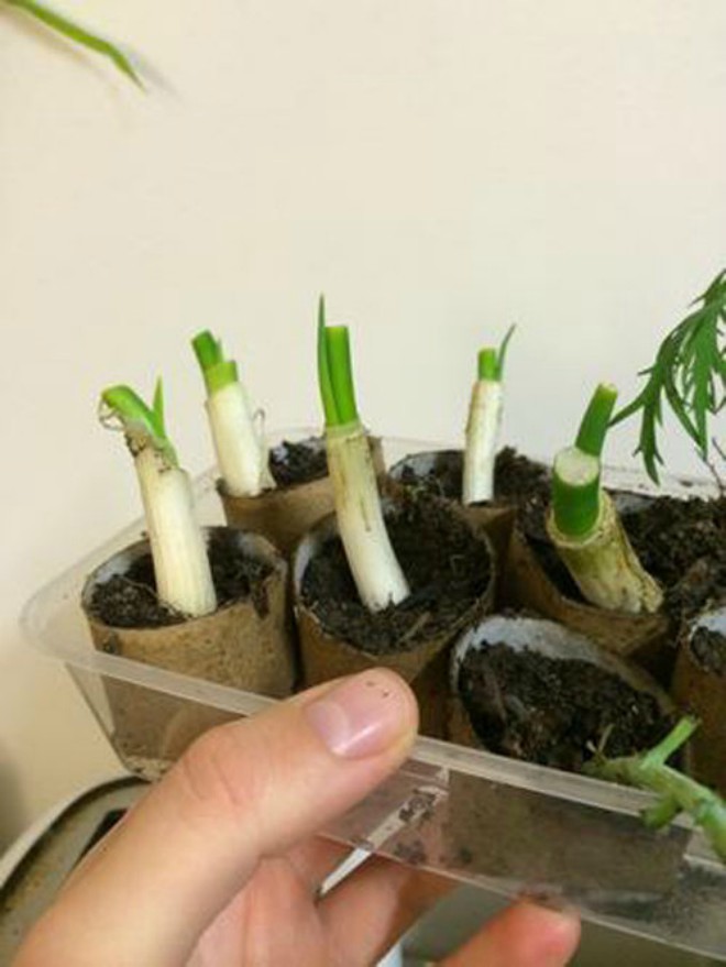 Mách chị em 4 cách trồng hành lá tại nhà, ăn tẹt ga không hết - 4
