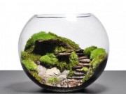 Ảnh đẹp Eva - Cả thế giới thu nhỏ trong bể cá quyến rũ triệu người xem