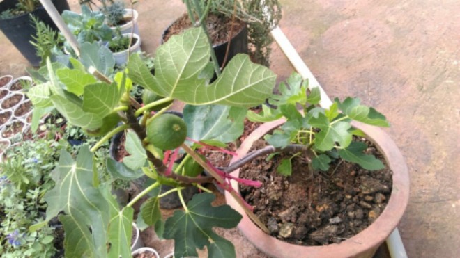 Ngán sung ta, hãy trồng ngay cây sung Mỹ, vừa có quả tuyệt ngon vừa làm cảnh - 3