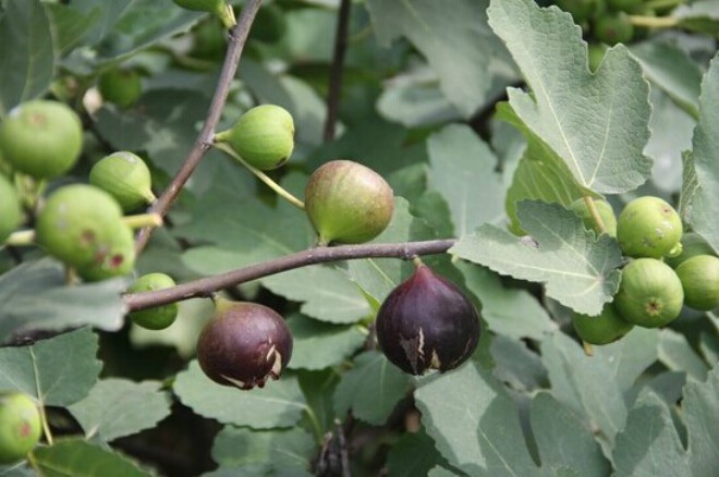 Ngán sung ta, hãy trồng ngay cây sung Mỹ, vừa có quả tuyệt ngon vừa làm cảnh - 5