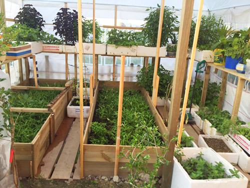 Mẹ Việt san rừng trồng vườn ở trời Tây: amp;#34;Việt Nam có cây gì, nhà tôi có cây đóamp;#34; - 10