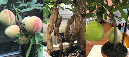 Mẹ Việt san rừng trồng vườn ở trời Tây: amp;#34;Việt Nam có cây gì, nhà tôi có cây đóamp;#34; - 11