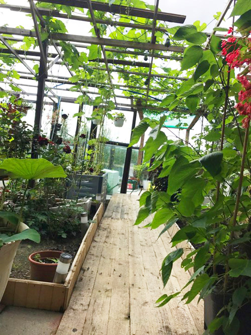 Mẹ Việt san rừng trồng vườn ở trời Tây: amp;#34;Việt Nam có cây gì, nhà tôi có cây đóamp;#34; - 3