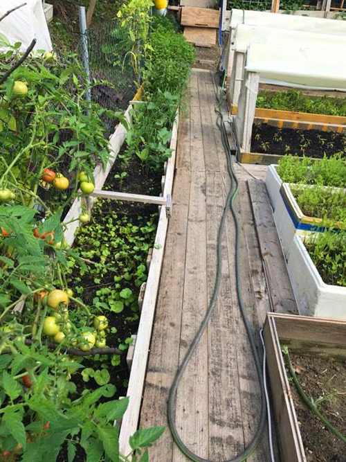 Mẹ Việt san rừng trồng vườn ở trời Tây: amp;#34;Việt Nam có cây gì, nhà tôi có cây đóamp;#34; - 4