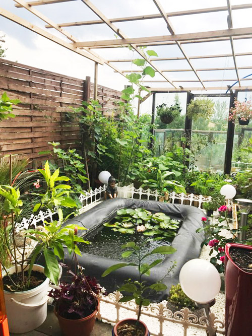 Mẹ Việt san rừng trồng vườn ở trời Tây: amp;#34;Việt Nam có cây gì, nhà tôi có cây đóamp;#34; - 5