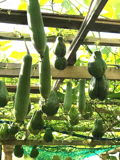 Mẹ Việt san rừng trồng vườn ở trời Tây: amp;#34;Việt Nam có cây gì, nhà tôi có cây đóamp;#34; - 6