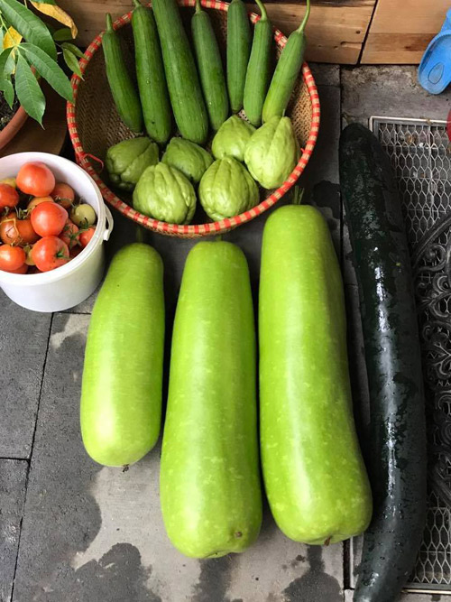 Mẹ Việt san rừng trồng vườn ở trời Tây: amp;#34;Việt Nam có cây gì, nhà tôi có cây đóamp;#34; - 7