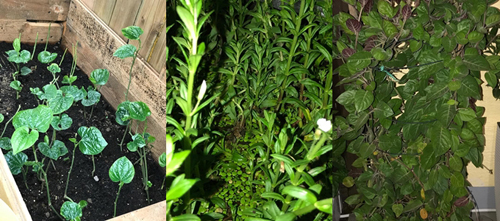 Mẹ Việt san rừng trồng vườn ở trời Tây: amp;#34;Việt Nam có cây gì, nhà tôi có cây đóamp;#34; - 8