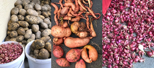 Mẹ Việt san rừng trồng vườn ở trời Tây: amp;#34;Việt Nam có cây gì, nhà tôi có cây đóamp;#34; - 9