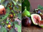 Nhà đẹp - Ngán sung ta, hãy trồng ngay cây sung Mỹ, vừa có quả tuyệt ngon vừa làm cảnh