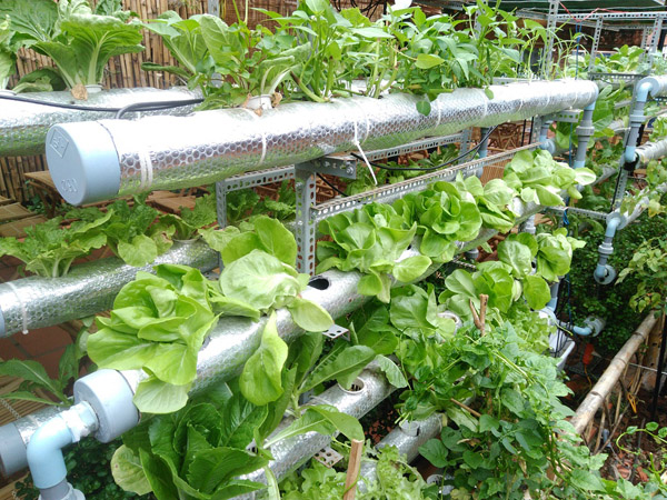 Lạ lùng quán cà phê... rau sạch ở Buôn Ma Thuật - 2