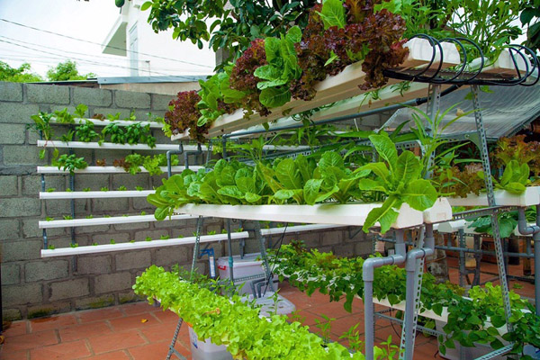 Lạ lùng quán cà phê... rau sạch ở Buôn Ma Thuật - 3