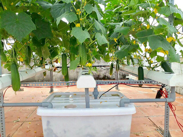 Lạ lùng quán cà phê... rau sạch ở Buôn Ma Thuật - 5