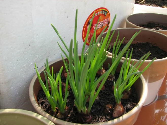 Mách chị em 4 cách trồng hành lá tại nhà, ăn tẹt ga không hết - 12